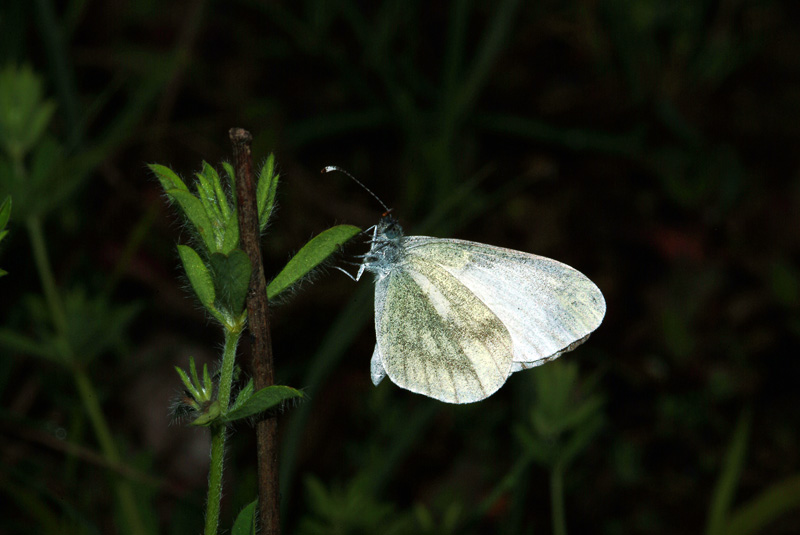 Da determinare 3 - Leptidea sp.